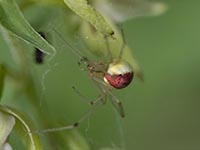 Enoplognatha ovata